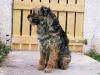 Rico in Spanien Januar 2004